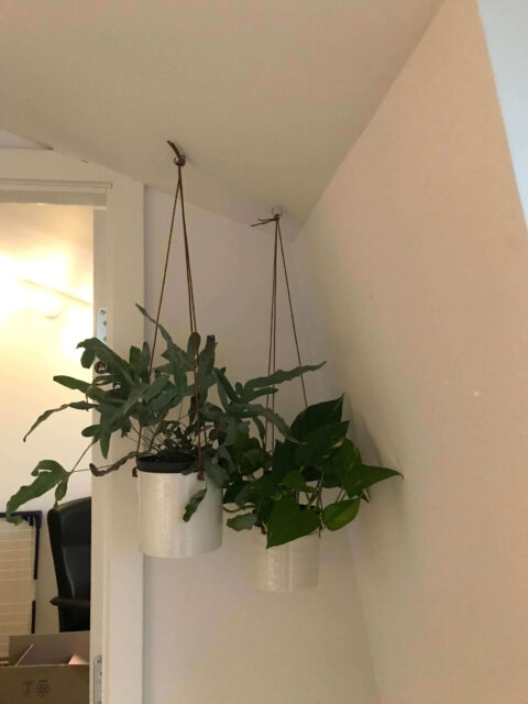 Opsætning af planter i loftet